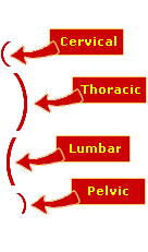 Curves of the spine